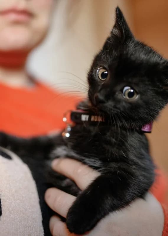 Arastoo, male Mixed Breed for adoption at Pesaleidja MTÜ, Pesaleidja photo 7