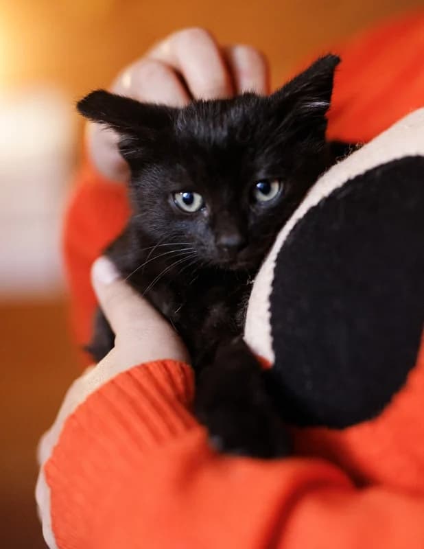 Arastoo, male Mixed Breed for adoption at Pesaleidja MTÜ, Pesaleidja photo 8