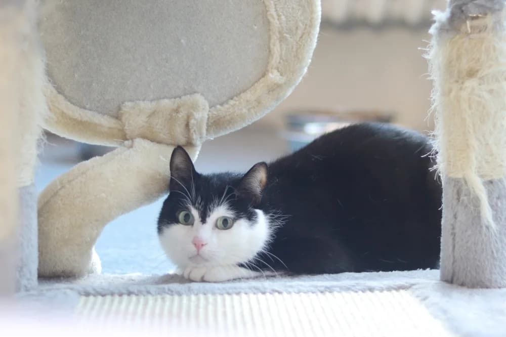 Pluto,  Mixed Breed for adoption at Pesaleidja