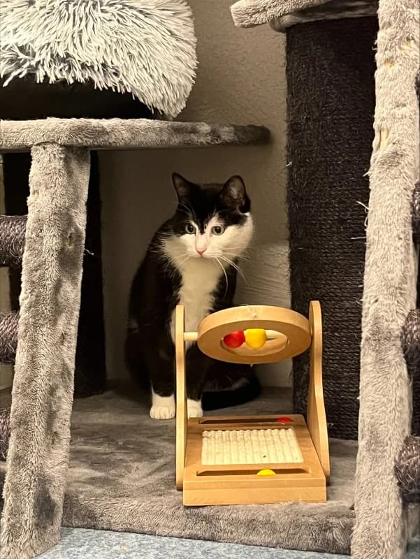 Pluto,  Mixed Breed for adoption at Pesaleidja MTÜ, Pesaleidja photo 2