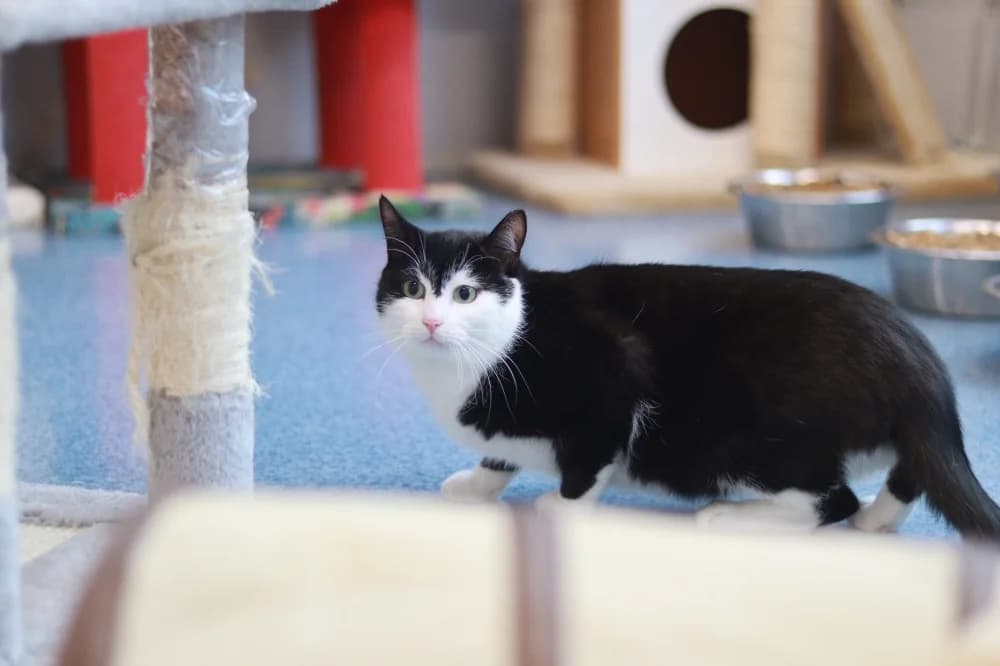 Pluto,  Mixed Breed for adoption at Pesaleidja MTÜ, Pesaleidja photo 3