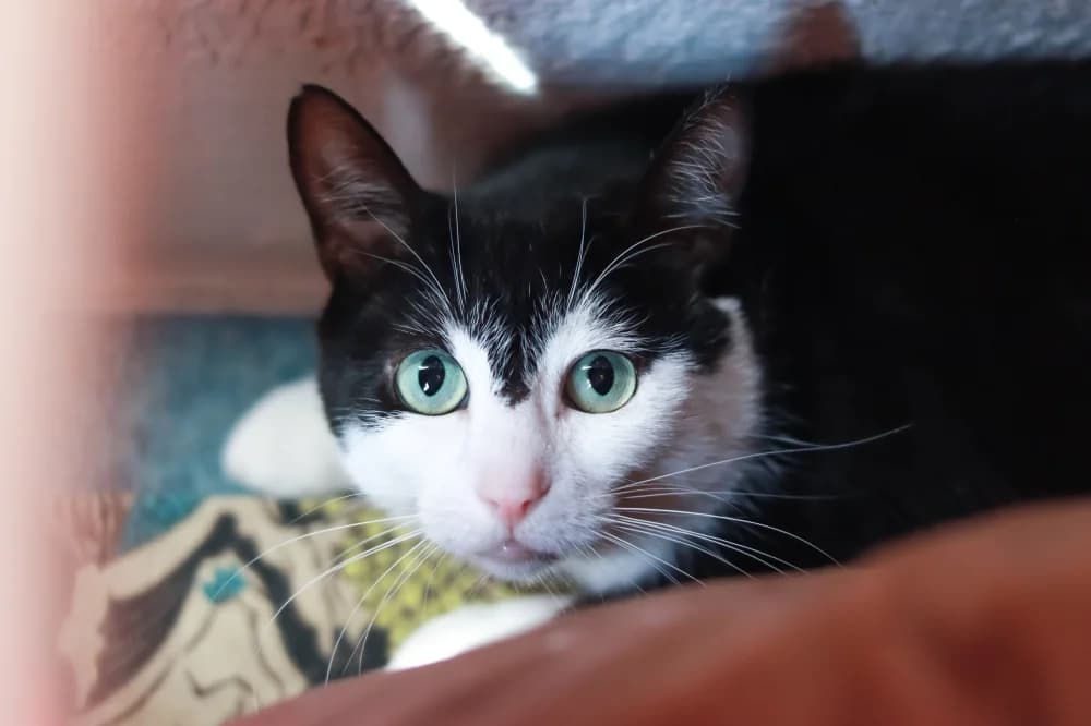 Pluto,  Mixed Breed for adoption at Pesaleidja MTÜ, Pesaleidja photo 4