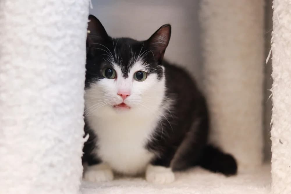 Pluto,  Mixed Breed for adoption at Pesaleidja MTÜ, Pesaleidja photo 5