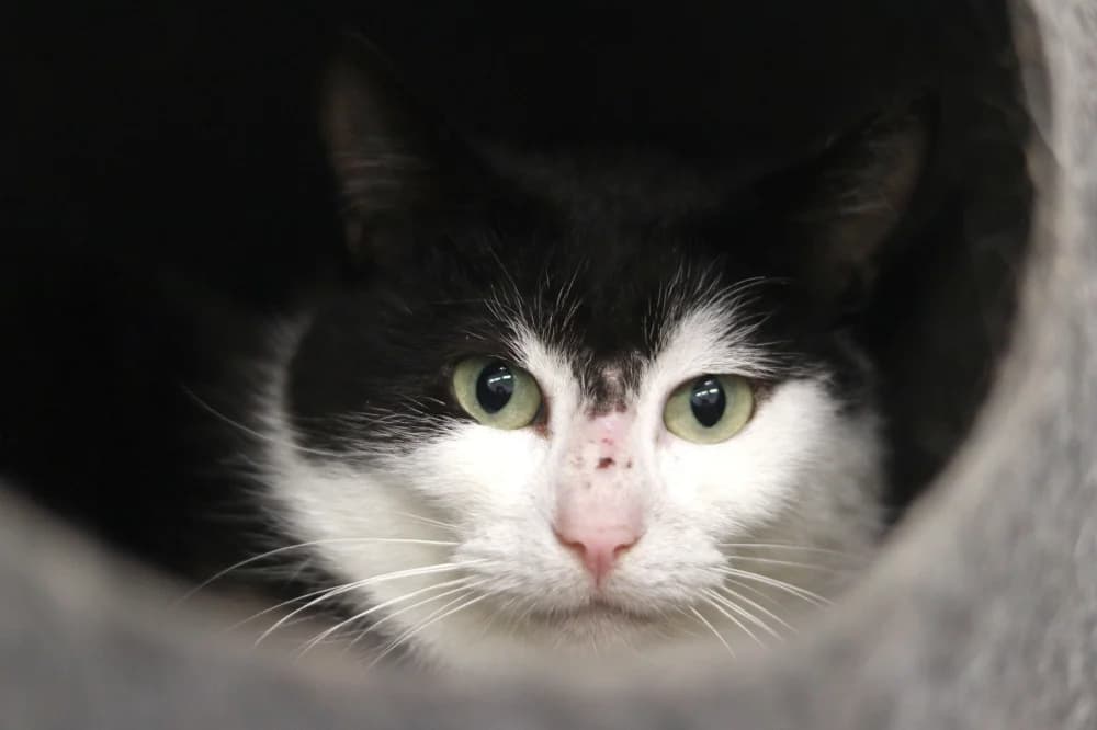 Pluto,  Mixed Breed for adoption at Pesaleidja MTÜ, Pesaleidja photo 6