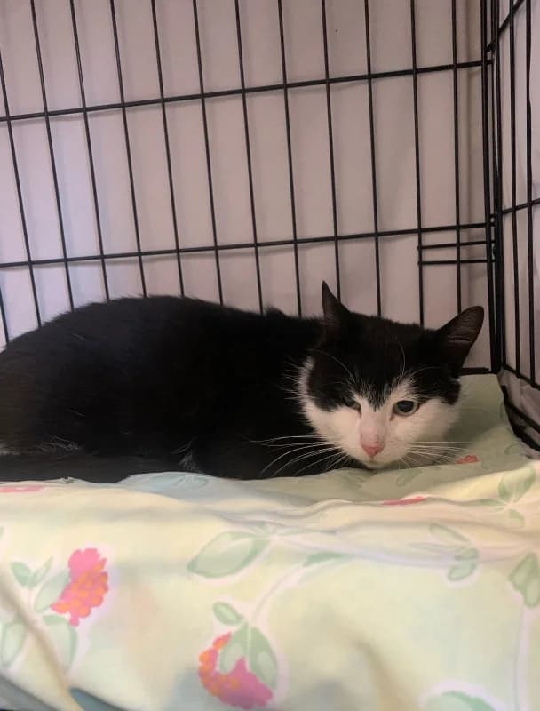 Pluto,  Mixed Breed for adoption at Pesaleidja MTÜ, Pesaleidja photo 7