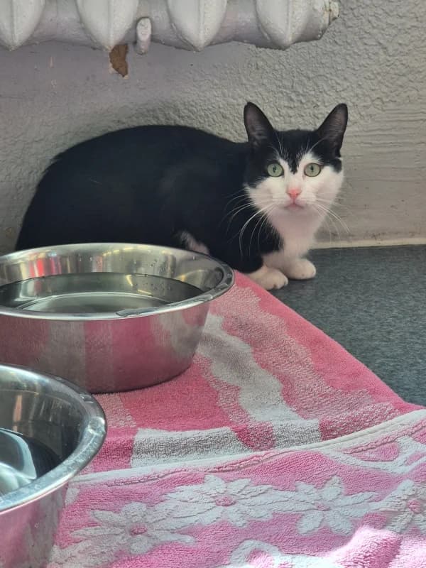 Pluto,  Mixed Breed for adoption at Pesaleidja MTÜ, Pesaleidja photo 8