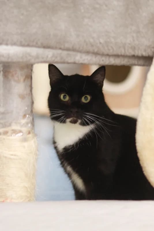 Bert,  Mixed Breed for adoption at Pesaleidja