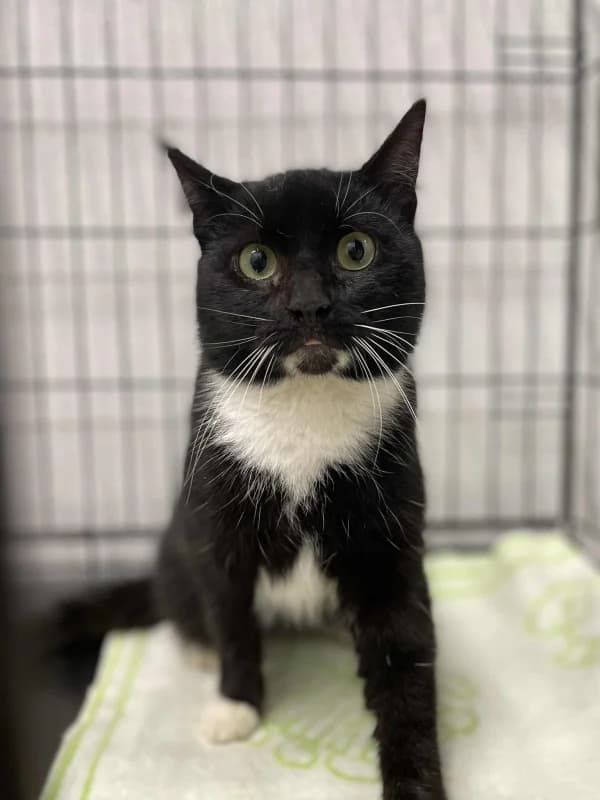 Bert,  Mixed Breed for adoption at Pesaleidja MTÜ, Pesaleidja photo 2