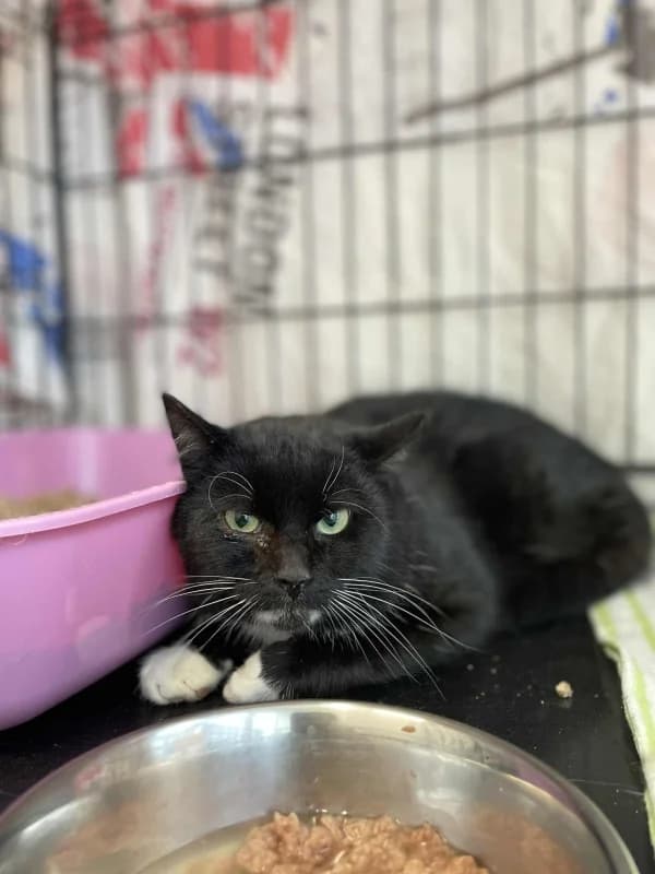 Bert,  Mixed Breed for adoption at Pesaleidja MTÜ, Pesaleidja photo 3