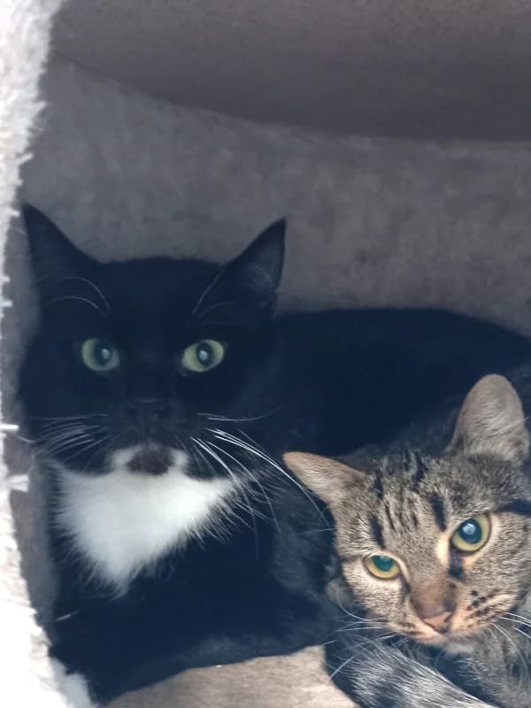 Bert,  Mixed Breed for adoption at Pesaleidja MTÜ, Pesaleidja photo 4