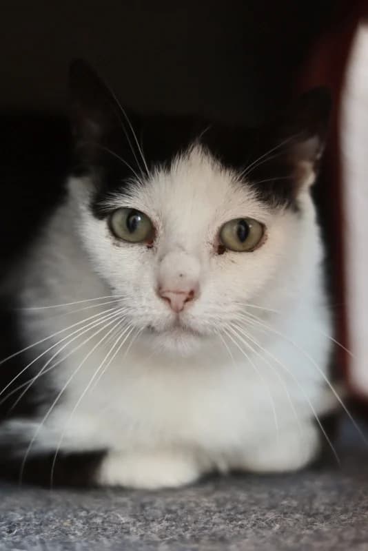 Sanna, must  7yo Mixed Breed for adoption at Pesaleidja MTÜ, Pesaleidja