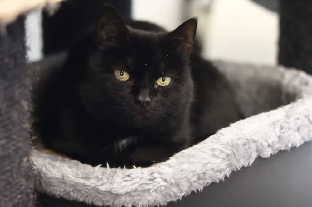 Musti,  Mixed Breed for adoption at Pesaleidja