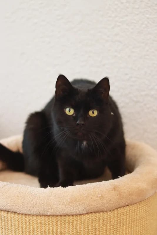 Musti,  Mixed Breed for adoption at Pesaleidja MTÜ, Pesaleidja photo 2