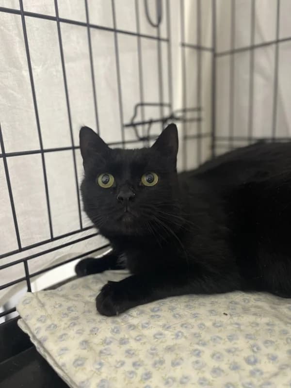 Musti,  Mixed Breed for adoption at Pesaleidja MTÜ, Pesaleidja photo 3