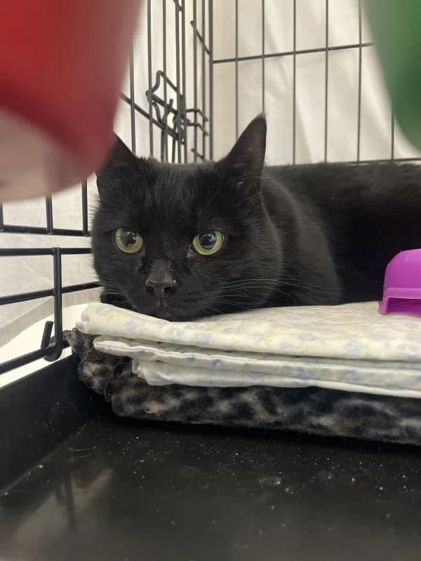 Musti,  Mixed Breed for adoption at Pesaleidja MTÜ, Pesaleidja photo 4