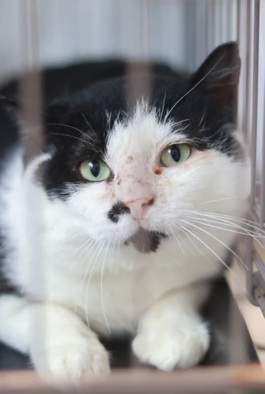 Jaanus,  Mixed Breed for adoption at Pesaleidja