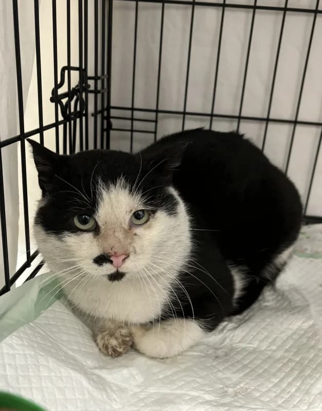 Jaanus,  Mixed Breed for adoption at Pesaleidja MTÜ, Pesaleidja photo 2