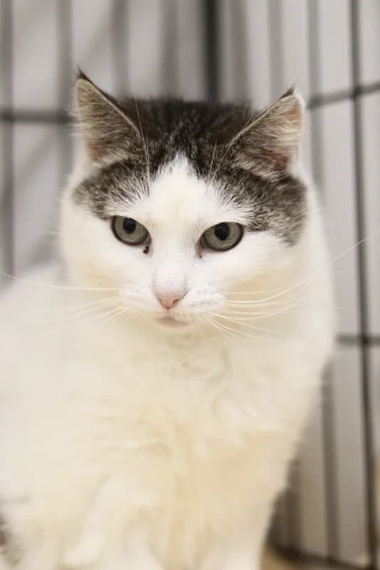 Lizelle, female Mixed Breed for adoption at Pesaleidja