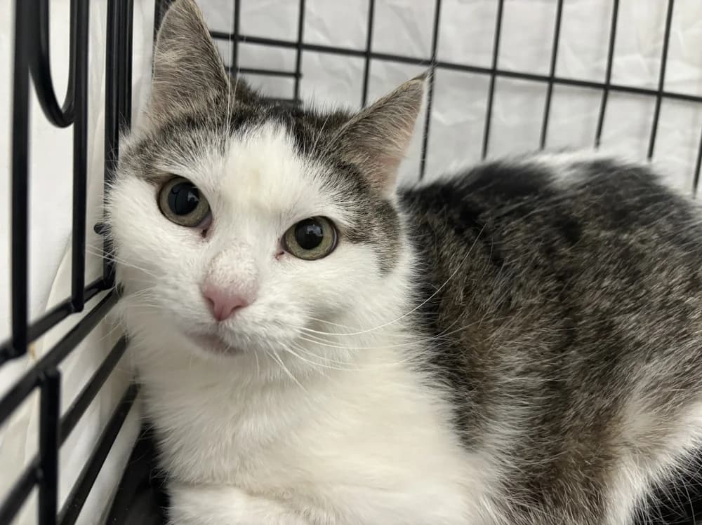 Lizelle, female Mixed Breed for adoption at Pesaleidja MTÜ, Pesaleidja photo 2