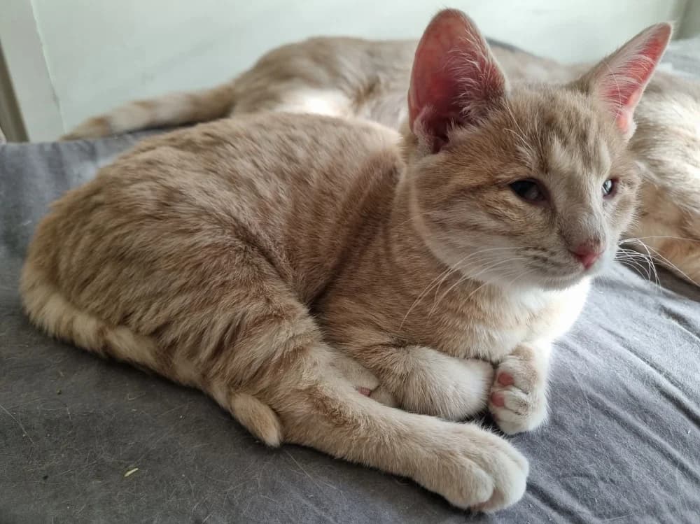 Liam,  Mixed Breed for adoption at Pesaleidja MTÜ, Pesaleidja