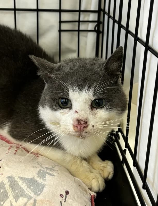 Huugo,  Mixed Breed for adoption at Pesaleidja