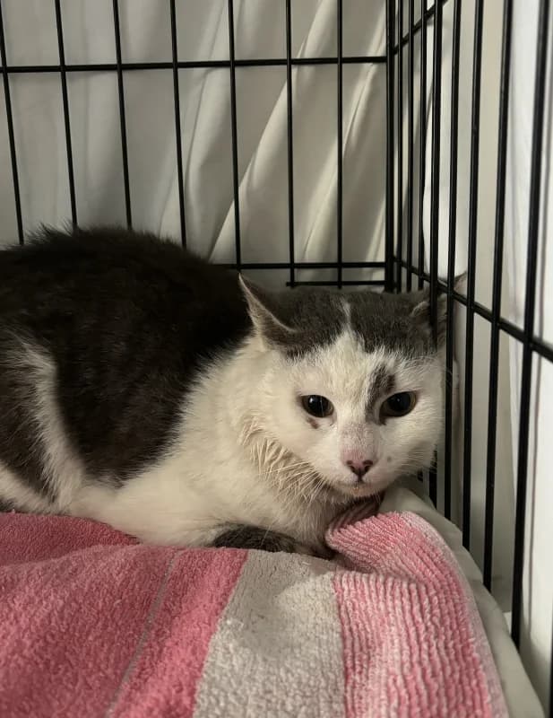 Sky,  Mixed Breed for adoption at Pesaleidja