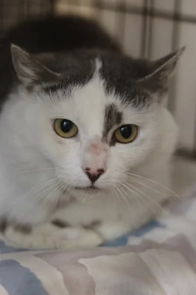 Sky,  Mixed Breed for adoption at Pesaleidja MTÜ, Pesaleidja photo 2