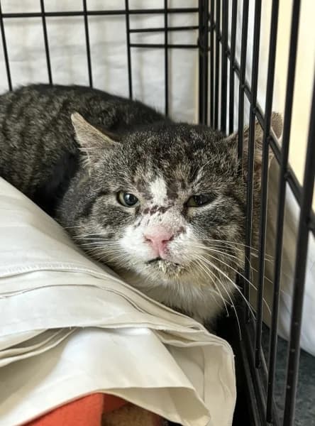 Kurru,  Mixed Breed for adoption at Pesaleidja