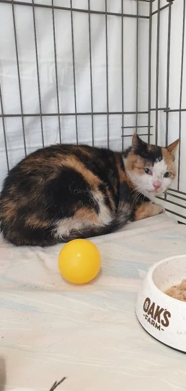 Mandli,  Mixed Breed for adoption at Pesaleidja