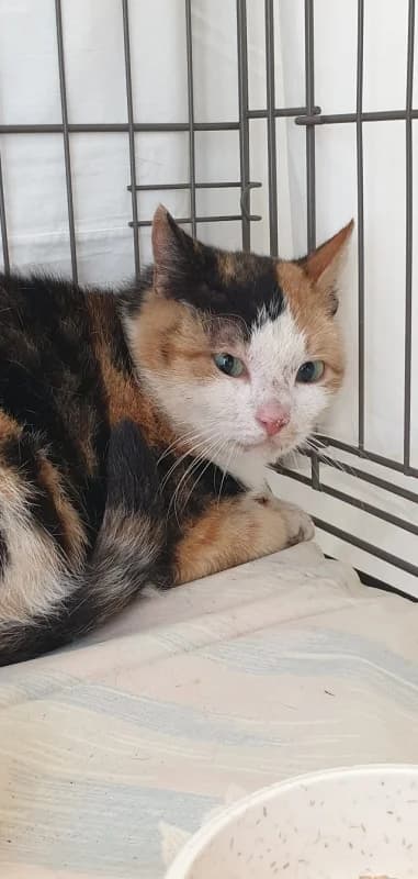 Mandli,  Mixed Breed for adoption at Pesaleidja MTÜ, Pesaleidja photo 2