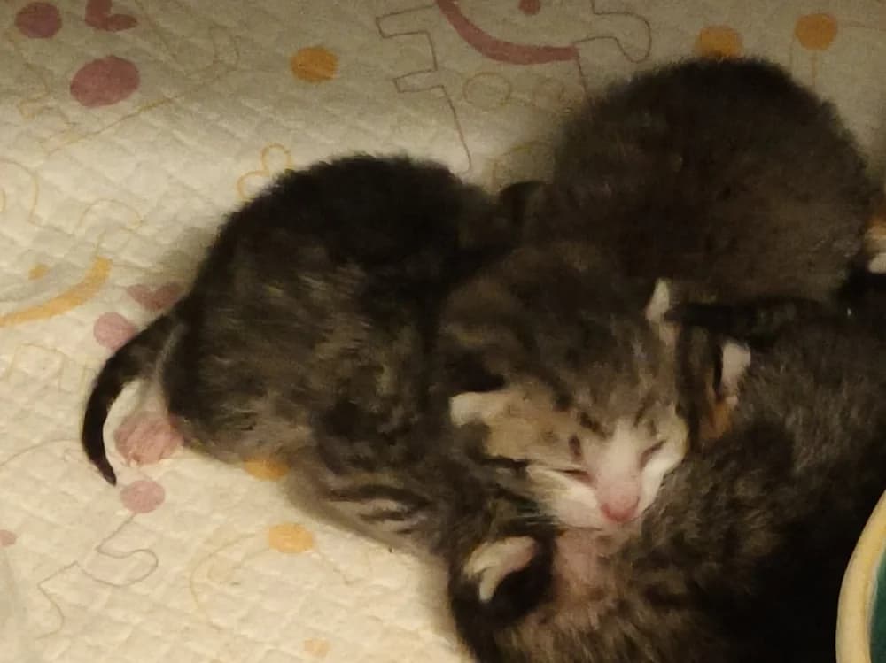 Pipar,  Mixed Breed for adoption at Pesaleidja MTÜ, Pesaleidja