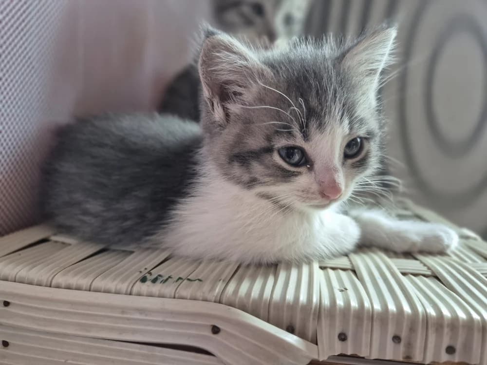 Suslik, must female puppy Mixed Breed for adoption at Pesaleidja MTÜ, Pesaleidja