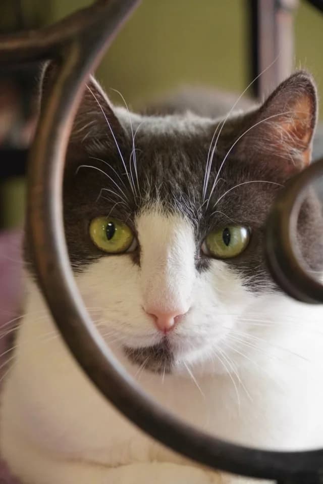 Cat 25395, female young Mixed Breed for adoption at Pets Tallinn Shelter, Tallinn