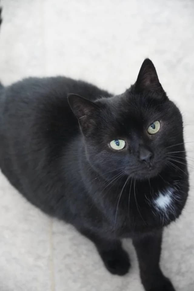 Faya, female young Mixed Breed for adoption at Pets Tallinn Shelter, Tallinn