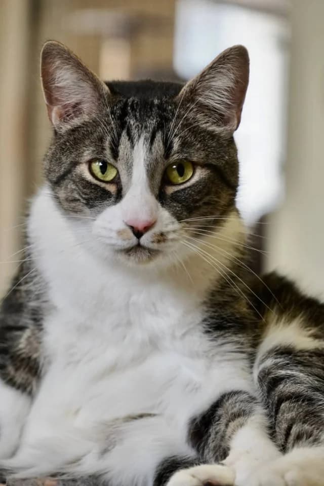 Cat 27216, female young Mixed Breed for adoption at Pets Tallinn Shelter, Tallinn