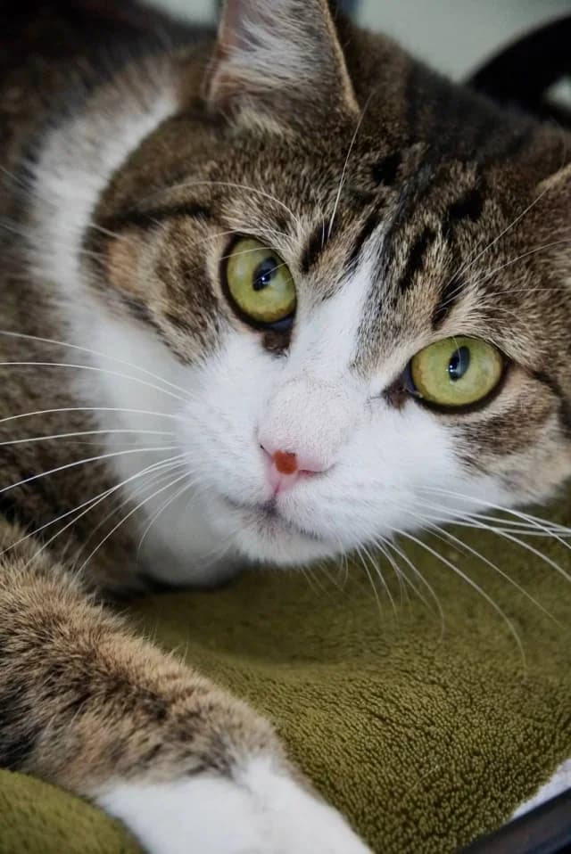 Cat 27926, female young Mixed Breed for adoption at Pets Tallinn Shelter, Tallinn