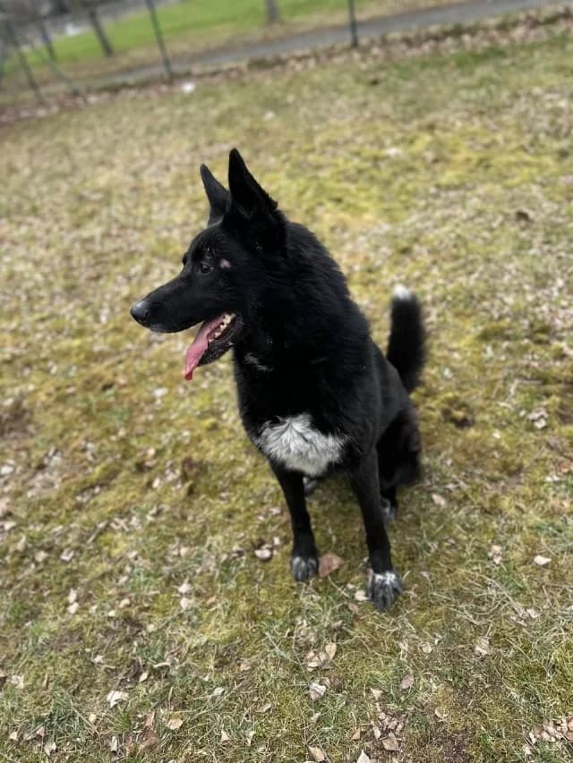 Bobis, female 5yo Mixed Breed for adoption at Pets Tallinn Shelter, Tallinn