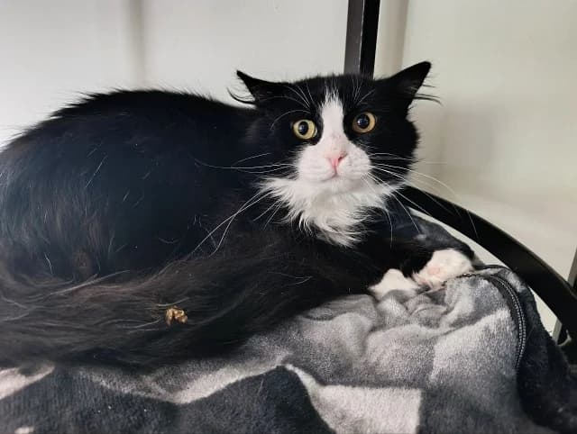 Cat 28347, male senior Mixed Breed for adoption at Pets Tallinn Shelter, Tallinn