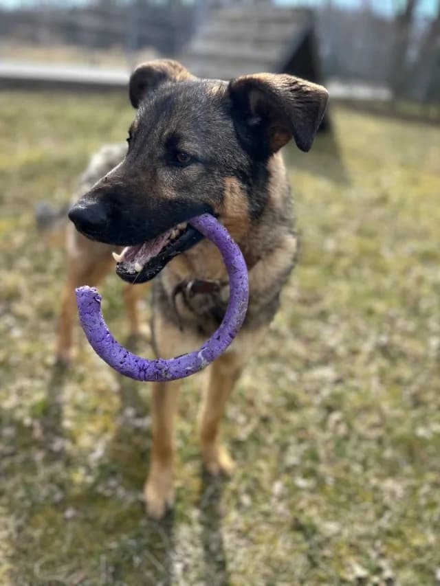 Mini Dzulians, female 5yo Mixed Breed for adoption at Pets Tallinn Shelter, Tallinn