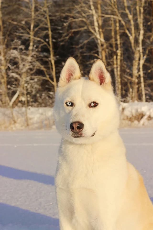 Fargo (nazar), male young Mixed Breed for adoption at Pets Tallinn Shelter, Tallinn