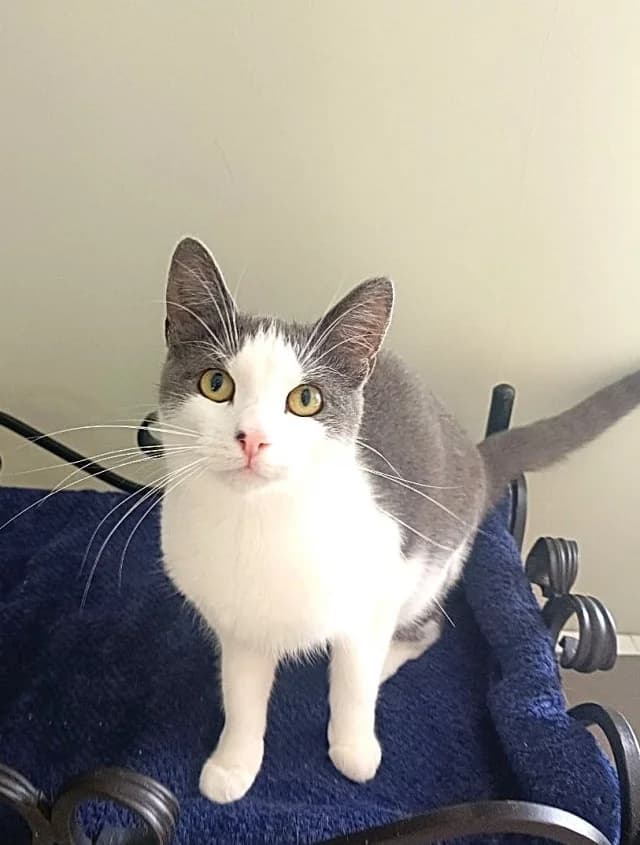 Cat 28447, female 6yo Mixed Breed for adoption at Pets Tallinn Shelter, Tallinn