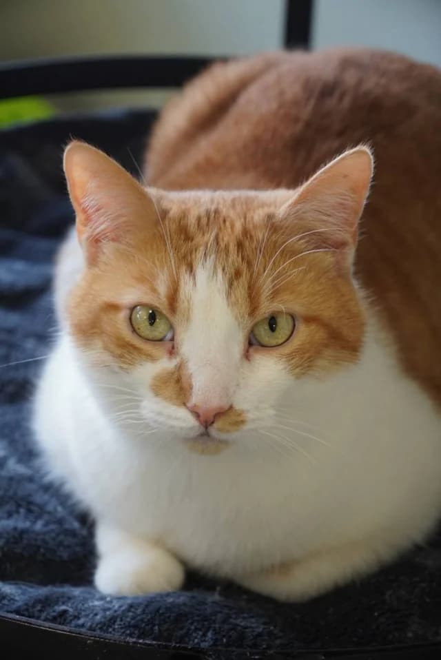Cat 28503, Mixed Breed (Pets Tallinn Shelter)