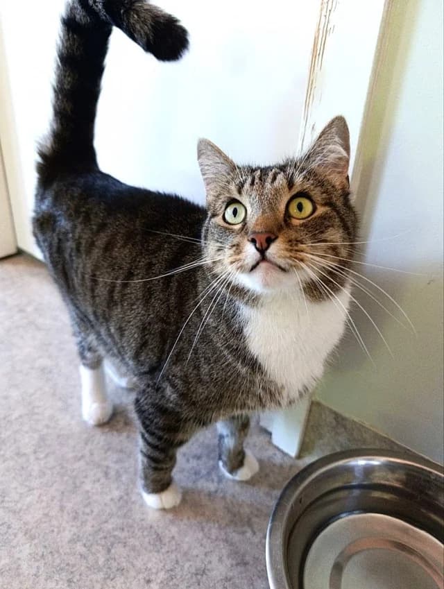 Cat 28504, Mixed Breed (Pets Tallinn Shelter)