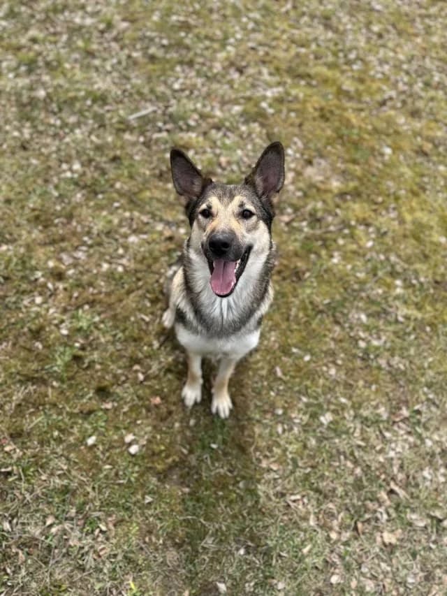 Dog 28538, female 5yo Mixed Breed for adoption at Pets Tallinn Shelter, Tallinn