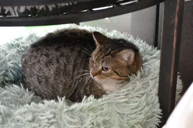 Cat 28556, female young Mixed Breed for adoption at Pets Tallinn Shelter, Tallinn