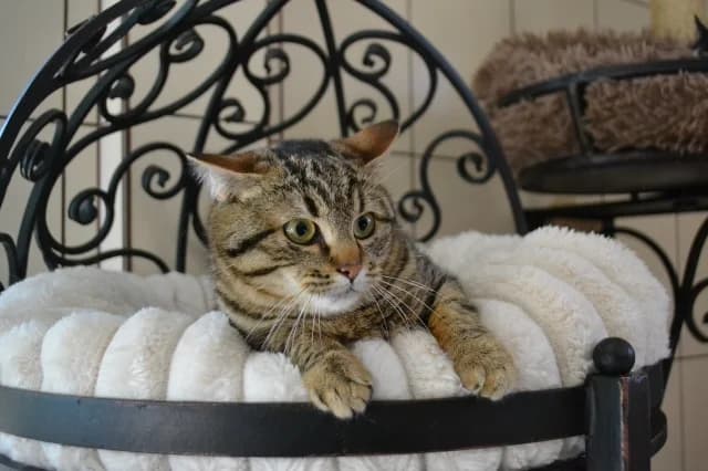 Cat 28563, female young Mixed Breed for adoption at Pets Tallinn Shelter, Tallinn