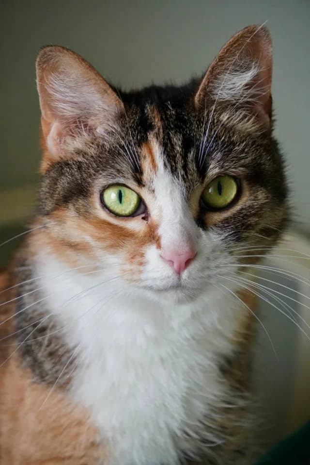 Cat 28575, female young Mixed Breed for adoption at Pets Tallinn Shelter, Tallinn
