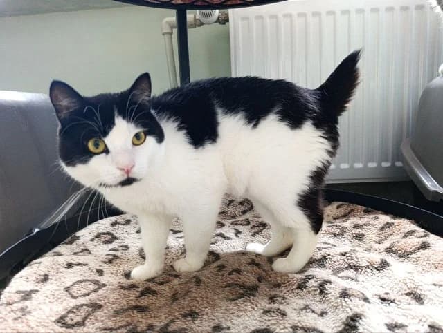 Cat 28576, male senior Mixed Breed for adoption at Pets Tallinn Shelter, Tallinn
