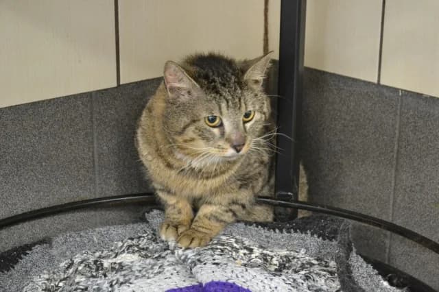 Cat 28595, female young Mixed Breed for adoption at Pets Tallinn Shelter, Tallinn