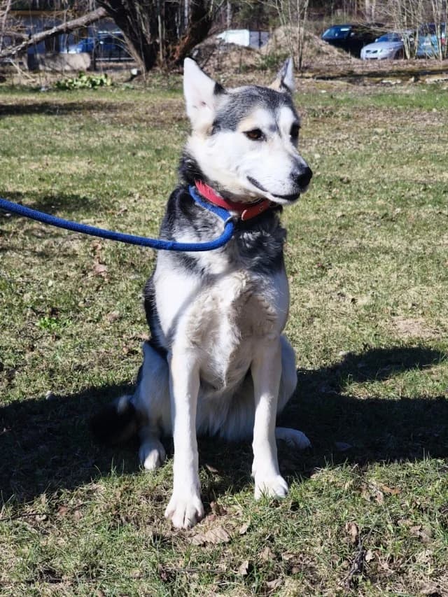 Dog 28598, female 5yo Mixed Breed for adoption at Pets Tallinn Shelter, Tallinn